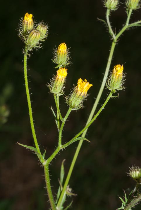 Crepis setosa / Radicchiella cotonosa